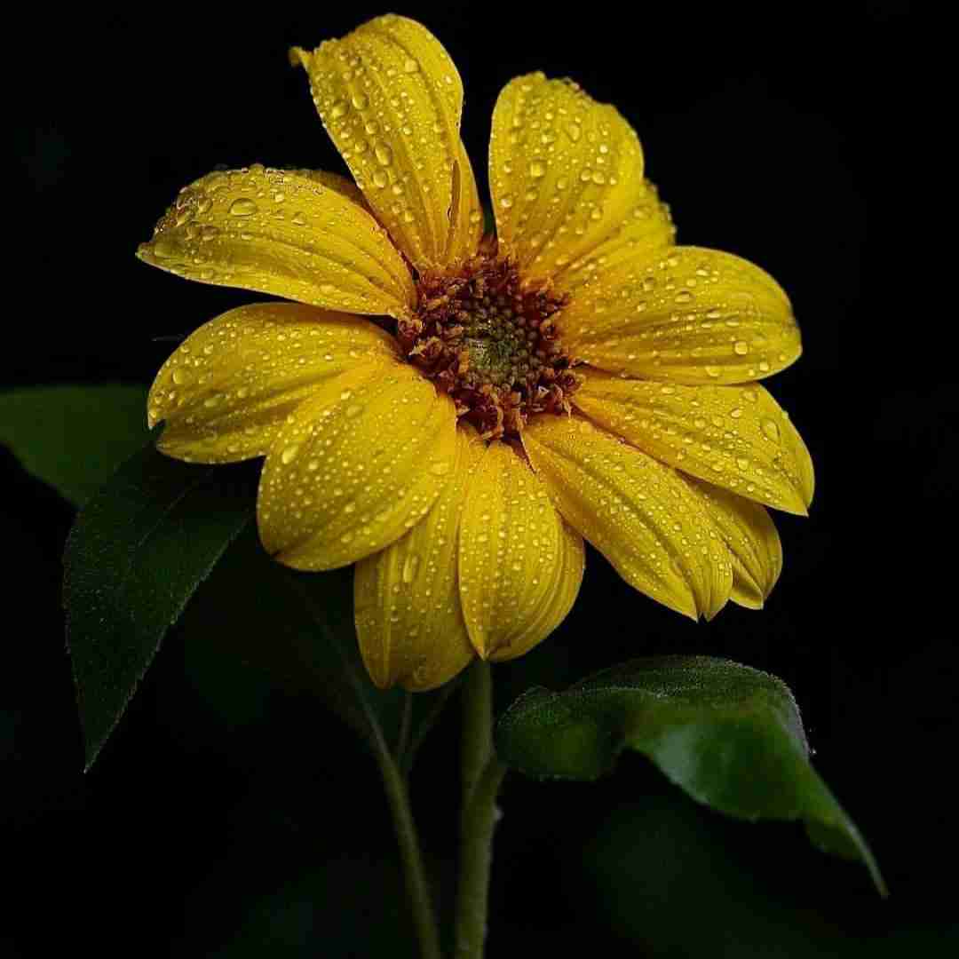 زهرا دادشاهی خوبی نخوبه