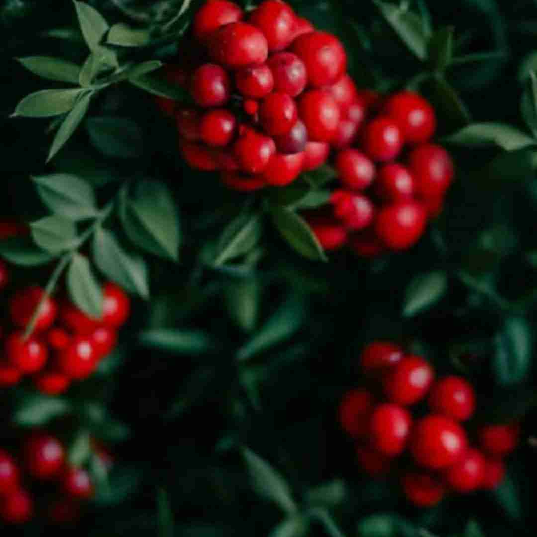 ژینا سقزی بە جیم مەهیلە