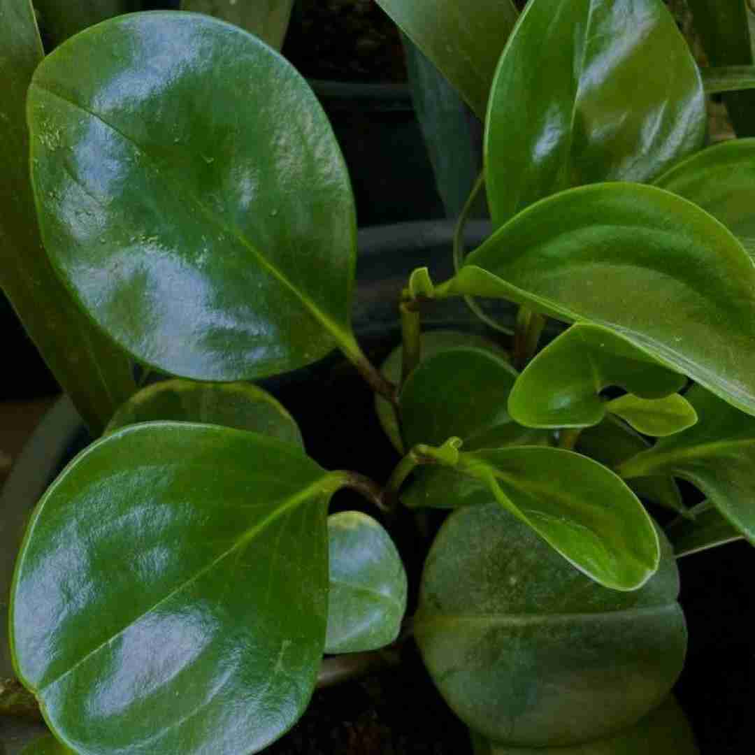 یه جوری عاشقت میشم صداش دنیا رو برداره با صدای بچه