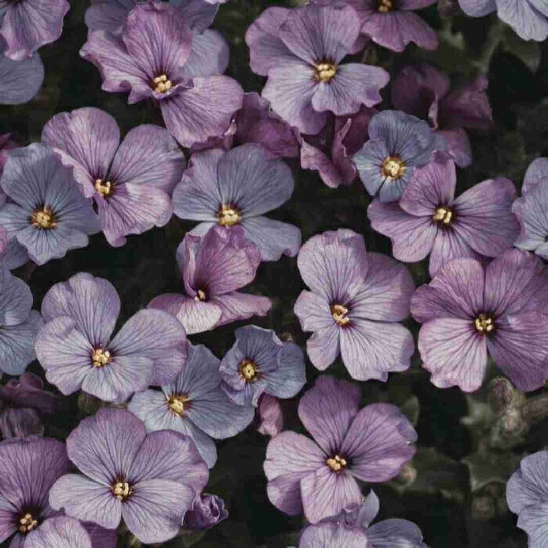  یه عطر خوب بزن خوشتیپ بچرخ