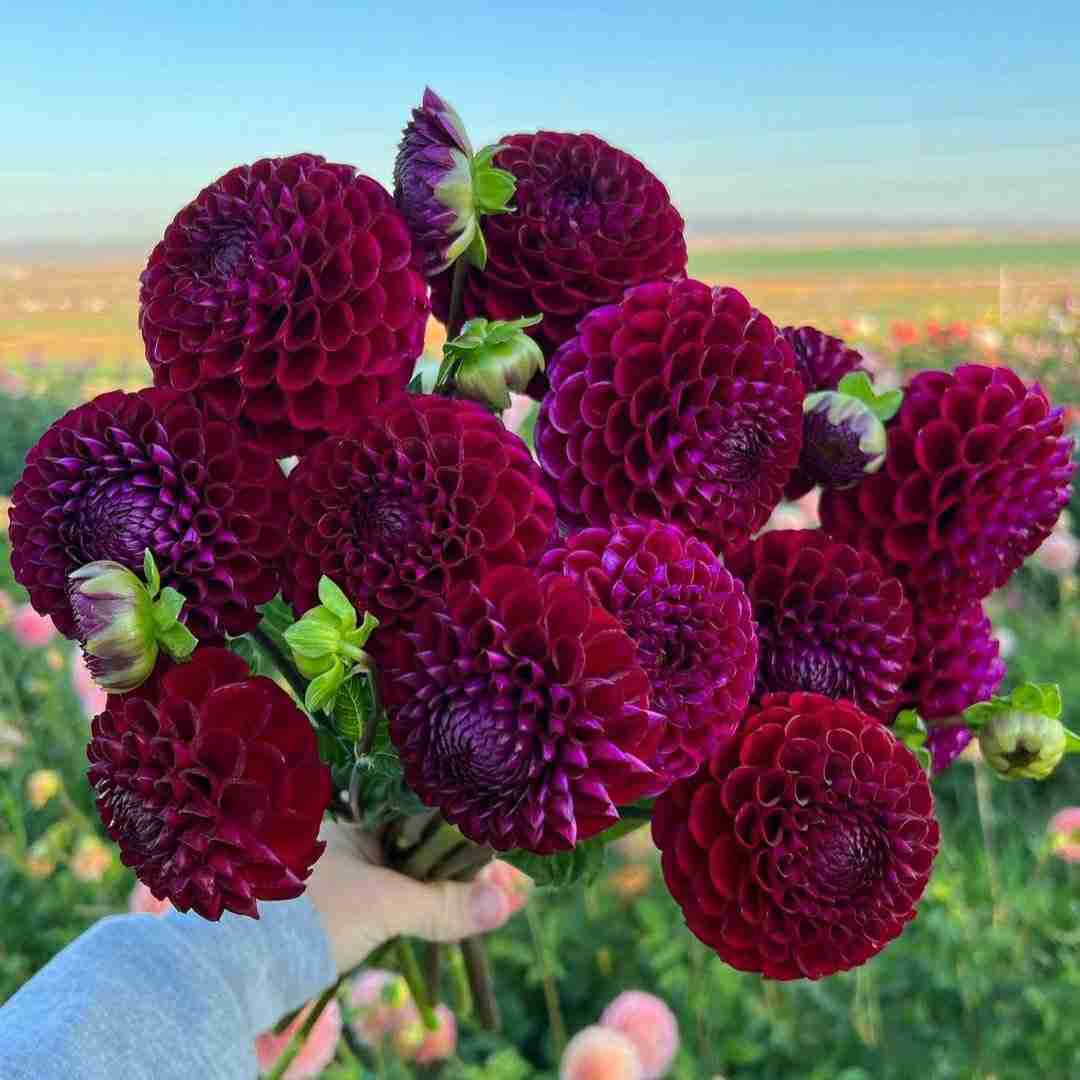  ولی من حالم خوب نی برام سخته دوری