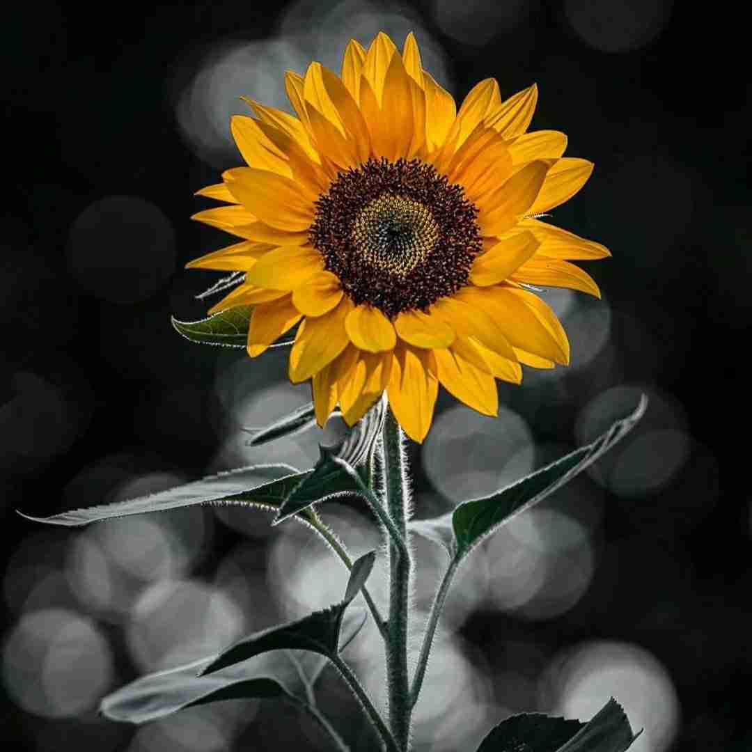  حبیبی هنو گنگ ندیدی استراتژیک مثل جنگ صلیبی
