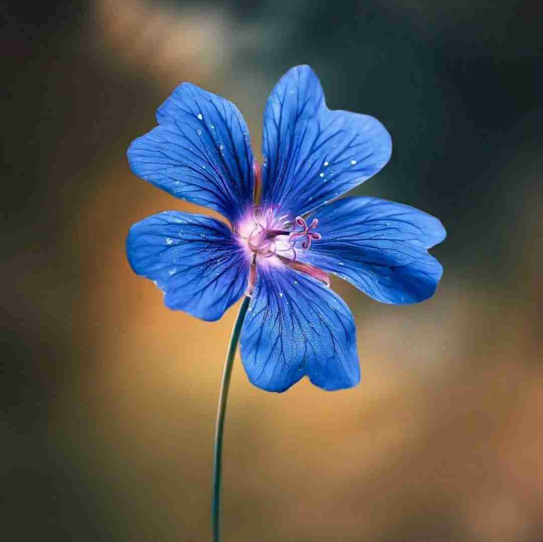  گپم طومش منی ژره د شادی دل چی بی بهره با صدای زن