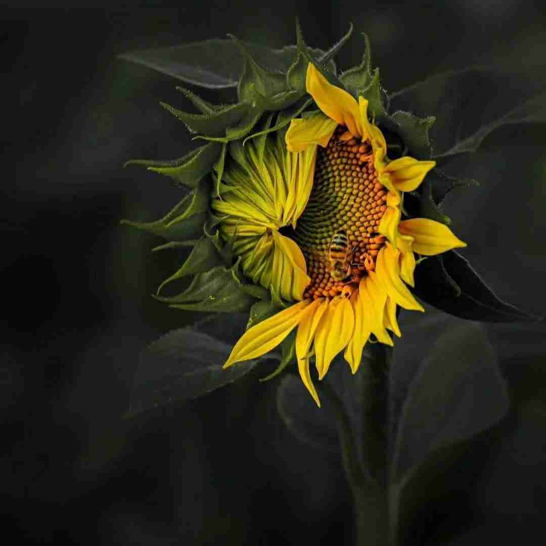  مه شاو ماهم تونی مه غمم آهم تونی