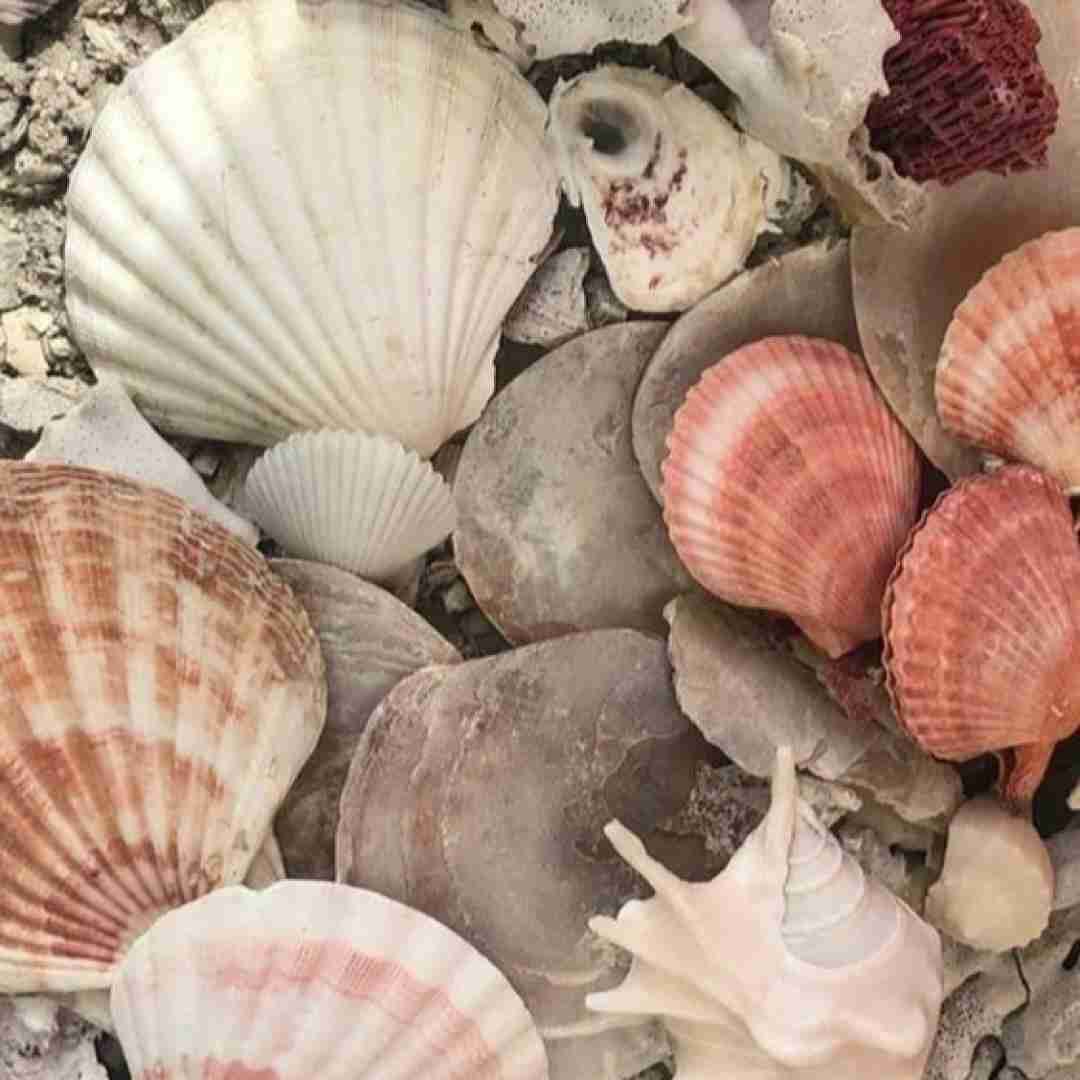 لج کن بزن زیر حرفات حتی نزن زنگ باز
