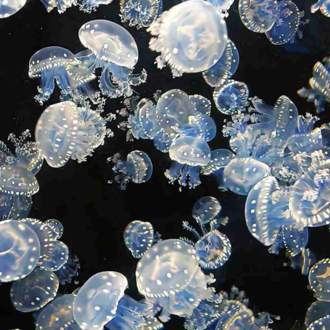 ننده به عزات مینشانم بیهوشم از درد میجوشه تو خونم