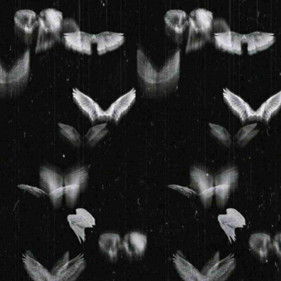 ناز دج و الشن پرو آکلیم سنده
