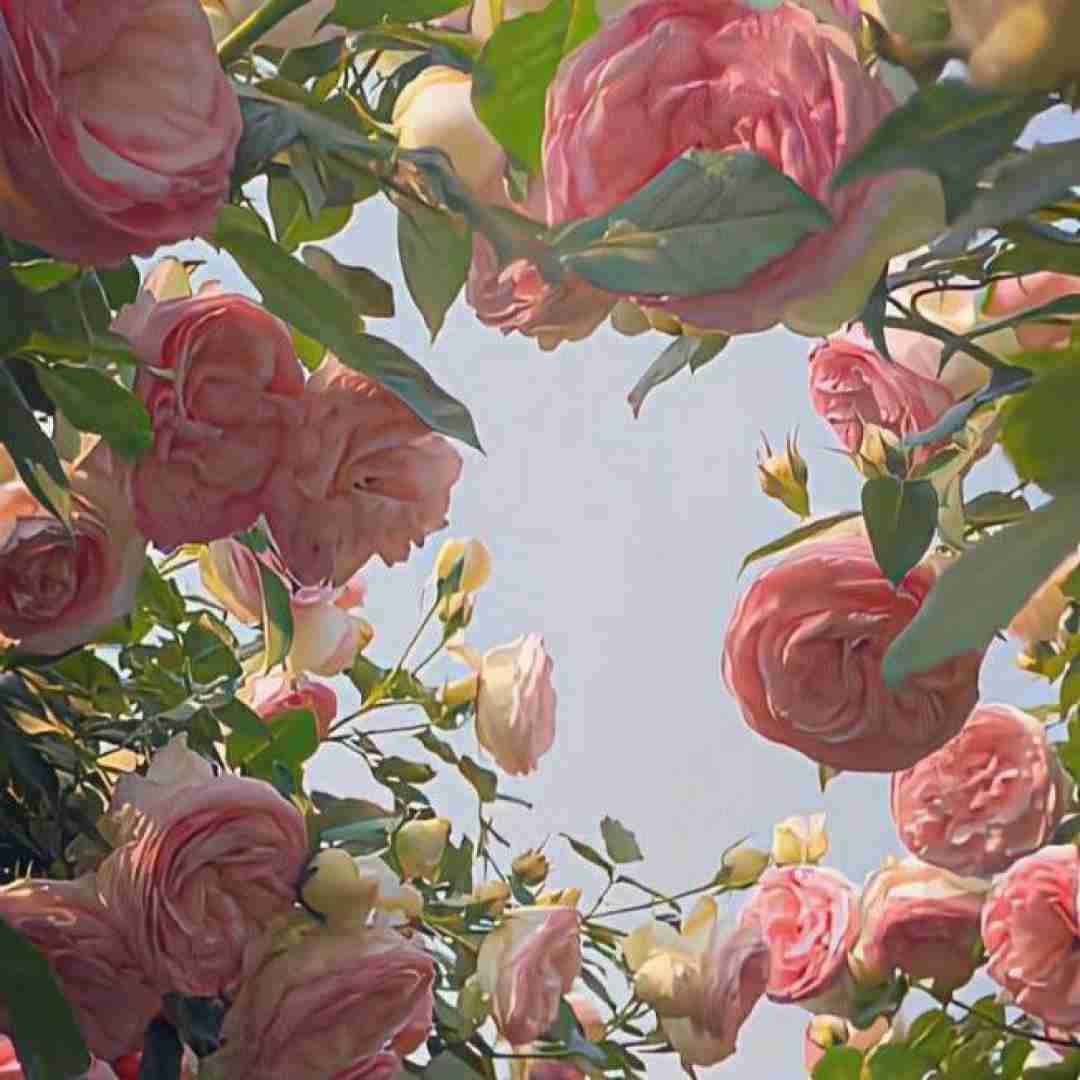 فاطمه عطایی قلندر من غریبمه