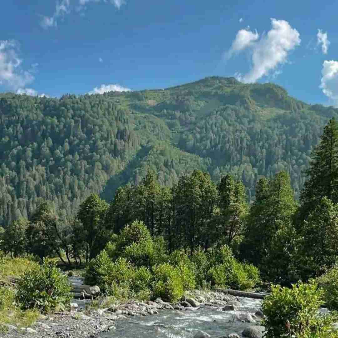 رفتوم به باغ یاروم نبیده یار جومه زردوم (ترند اینستایی)