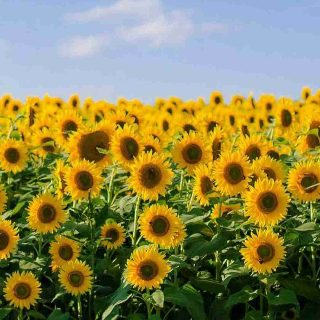  قوی تر میشه اون که میخوره زمین