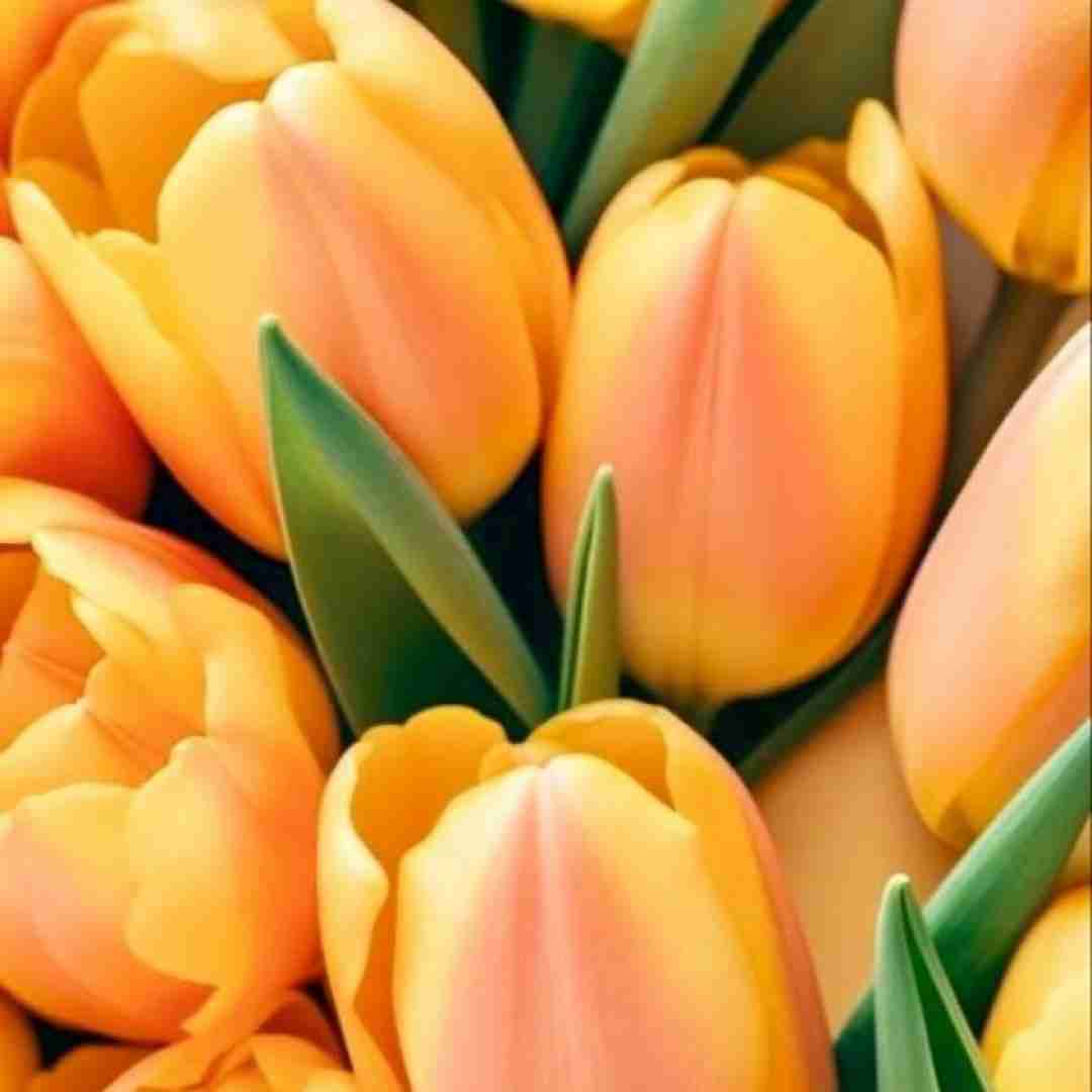 چرا صبح نمیشه یه چی توم مرده دیگه وجودم خورده میشه