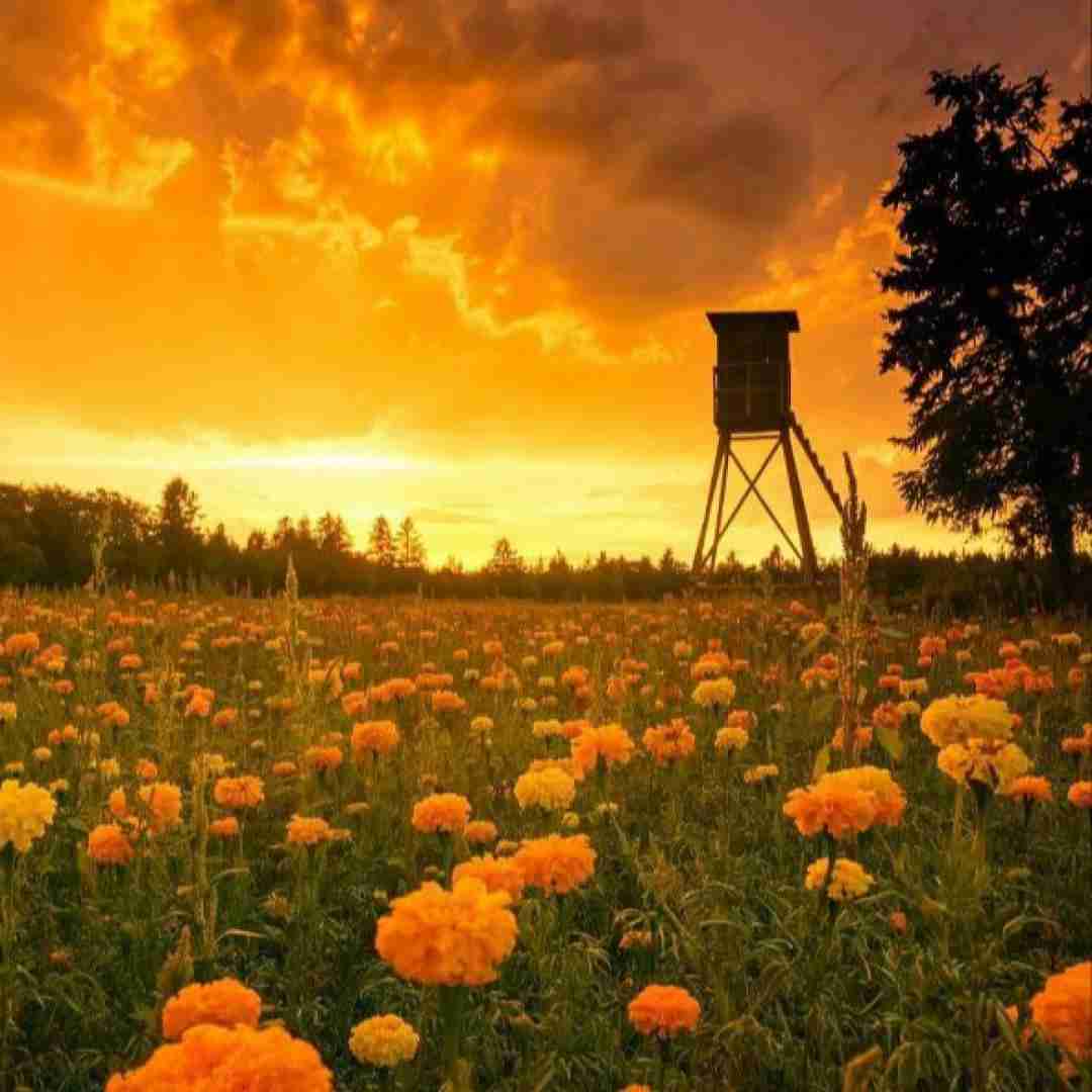  شب از خیالت در فغان روز از غمت در زاریم