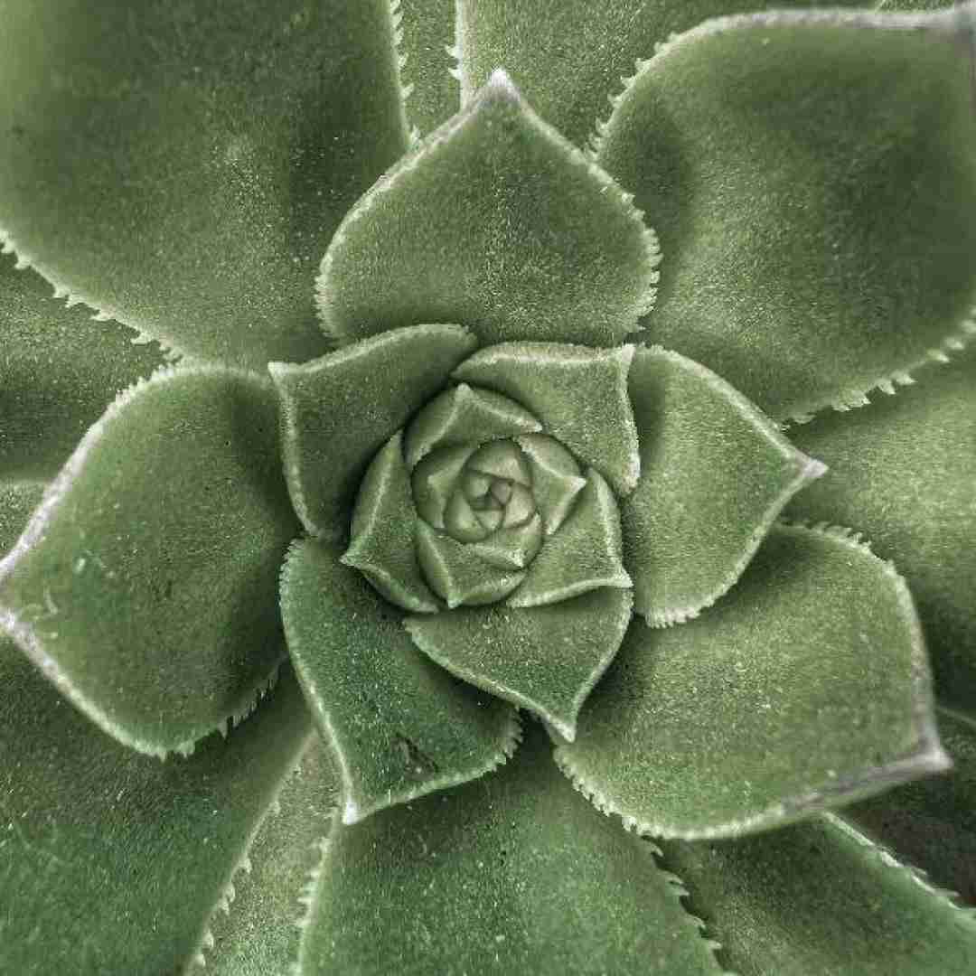 مو یارم بی خبر رفته سفر دیر کرده (ترند اینستایی)