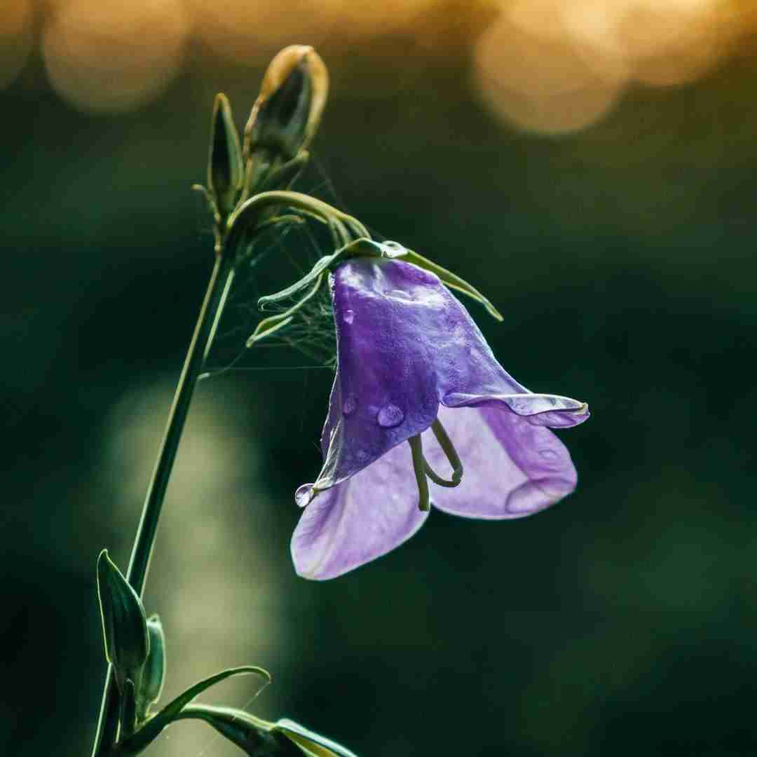  خارجی این حقیقت نداره بگو بهم دروغ گفته شده (اینستایی)