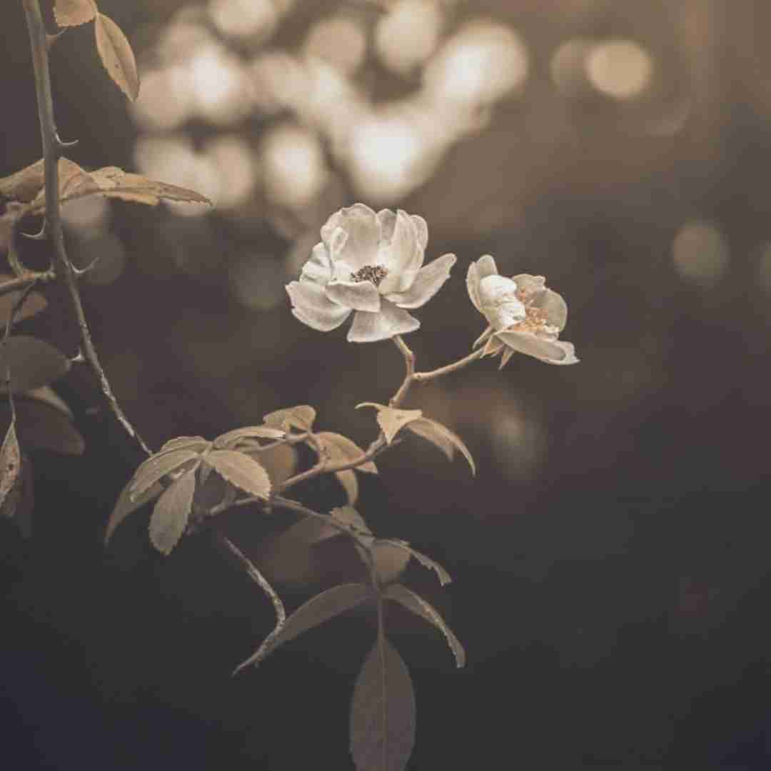  حالا واسه چی اومدی بعد دوسال فک میکردی