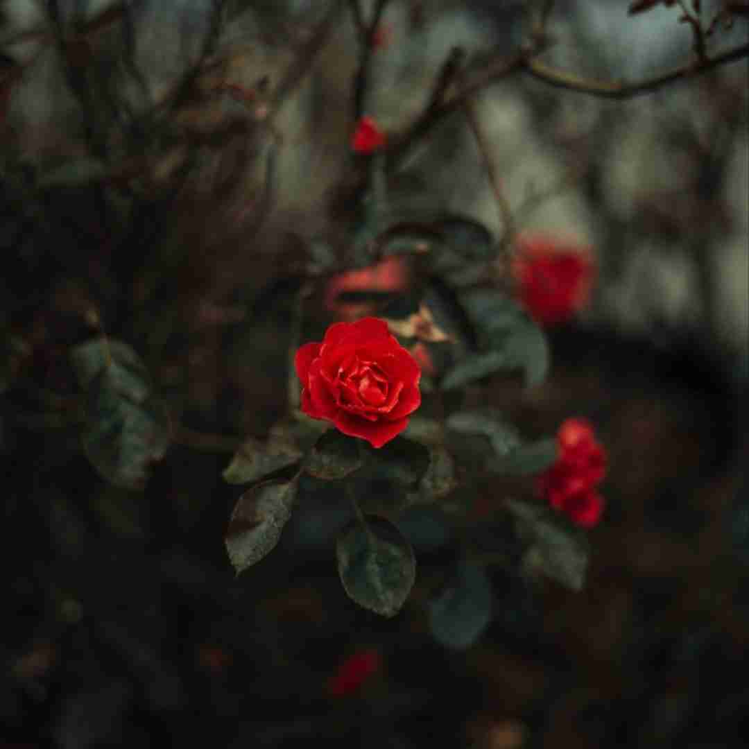  تا بودی با من آروم بودم میدیدم ماهو تو نگاهت (ترند اینستایی)
