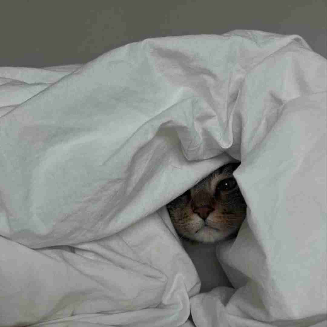  وقتی میگن به جوجه که جوجه قهرمانه