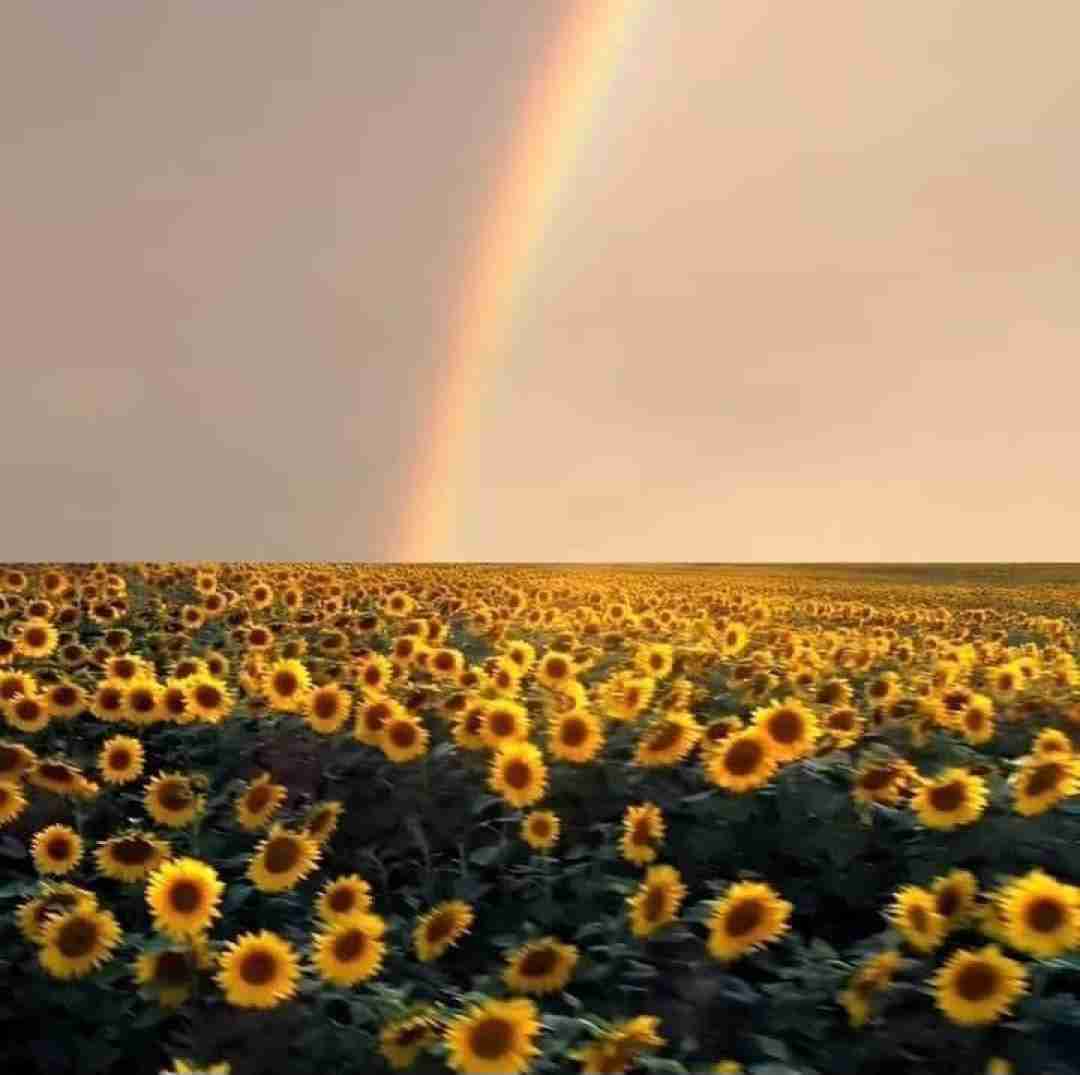 کفتر کاکل به سر وای وای – ترند اینستا