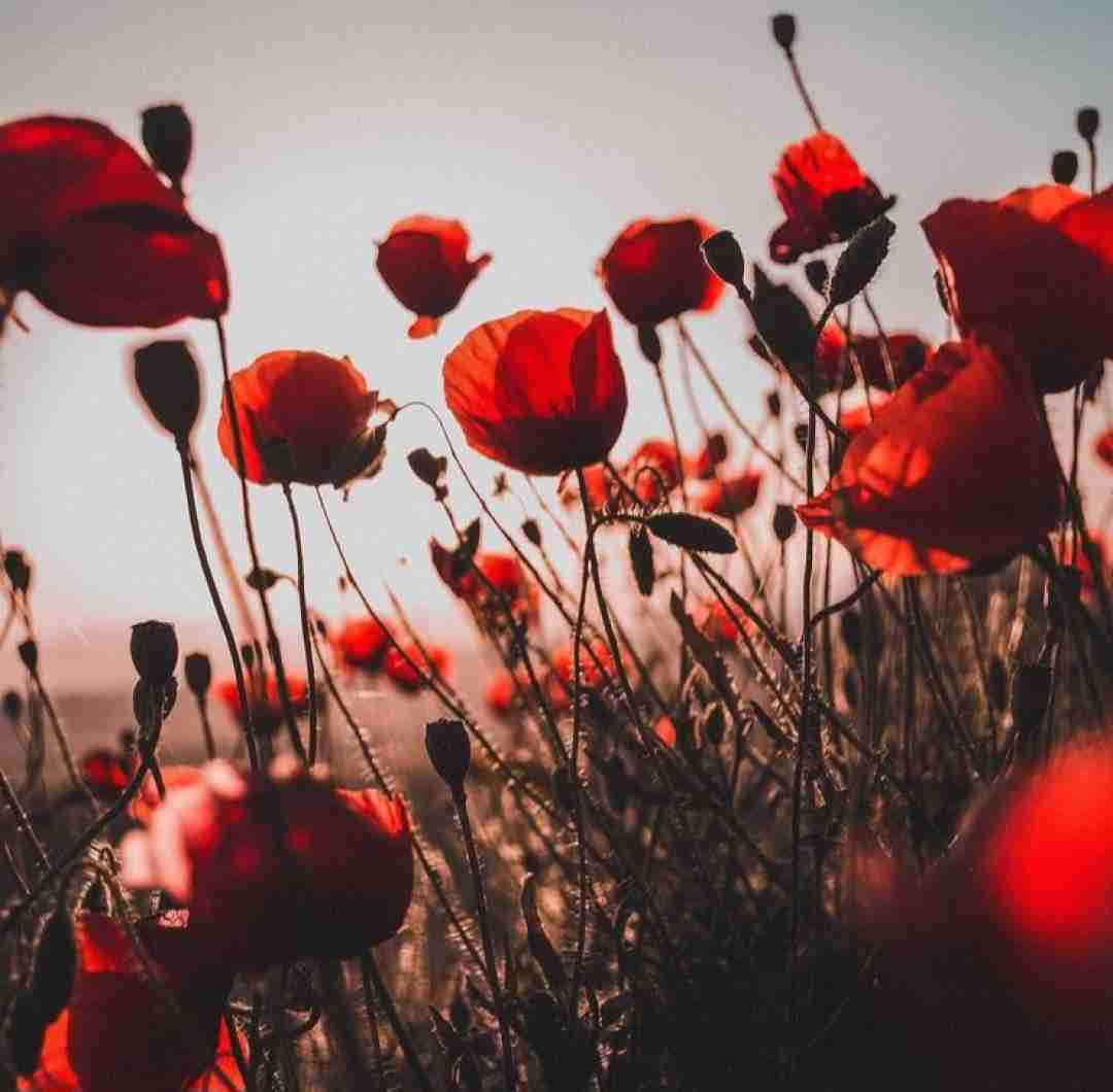  تو معجون گل و مخمل و نوری با صدای دختر