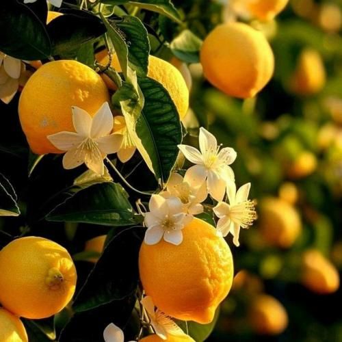 بیا ای عمو نوروز برو ای غمه امروز
