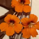 سیتیزن دل پاکتم من تو نعره‌ ام بکشی ساکتم من –